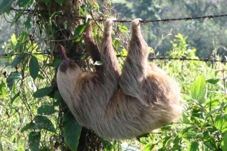 Connecting Forest islands in Costa Rica