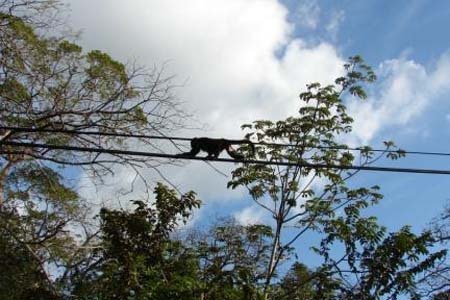 Connecting Forest islands in Costa Rica