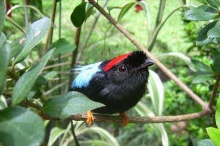 Connecting Forest islands in Costa Rica