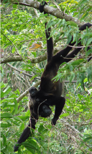 Connecting Forest islands in Costa Rica