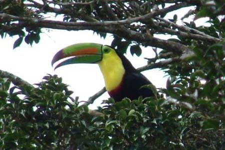 Connecting Forest islands in Costa Rica