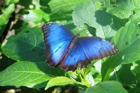 Connecting Forest islands in Costa Rica