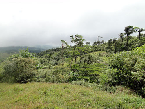 Connecting Forest islands in Costa Rica