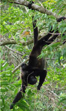 Mother and Baby Mantled Howler Monkeys