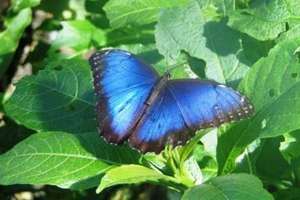 Morpho Butterfly