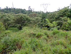 The trees today, two years later