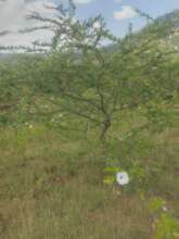 4 year old tree