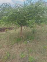 5 year old tree