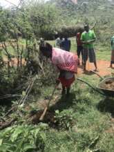 Massai families working together to grow trees
