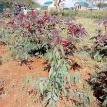 castor oil plants growing