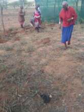 mass women work in tree nursery