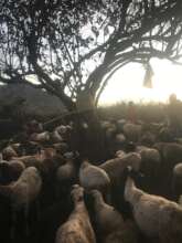 sheep at sunset in Enkutoto Nahalala