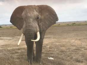 ICONIC SPECIES LIKE ELEPHANTS IN DANGER OF EXTINCT