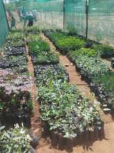 Tree nursery great production