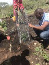 PROTECTING THE TREES FROM GOATS AND COWS