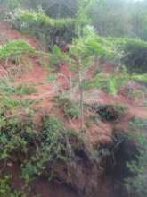 Acacia Trees 4 years old