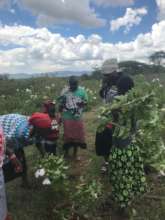 Maasai women removing Ipomeae for use in compost
