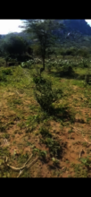 Trees rae growing in ENKUTOTO KENYA