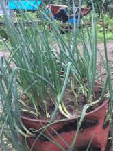 Gardening in containers