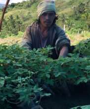 Tomato gardening