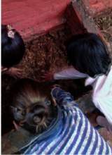 Vermi-Compost