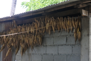 Corn saved and stored for the next cropping.