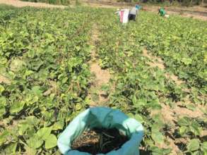Harvesting of mung bean.
