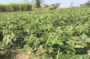 Planted mungbean soon to be ready for harvest
