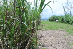 Sugarcane planted in Lagben.