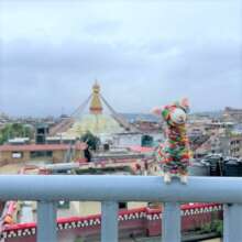Lovely Llama in Kathmandu!