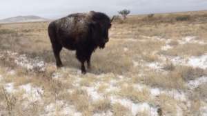 Bison in the snowy grassland of Janos, Chihuahua.