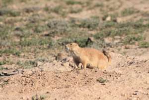 Mexican prairie dog (Cynomys mexicanus)