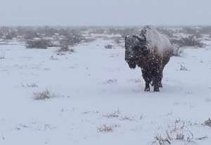 Winter in the Chihuahuan desert is harsh.