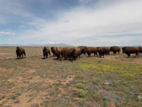 This is the only conservation herd in Mexico.