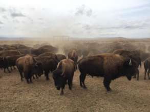 2019 bison roundup