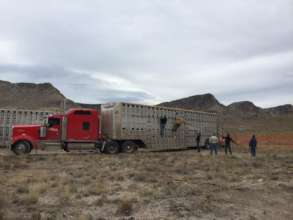 Moving bison around is hard work!