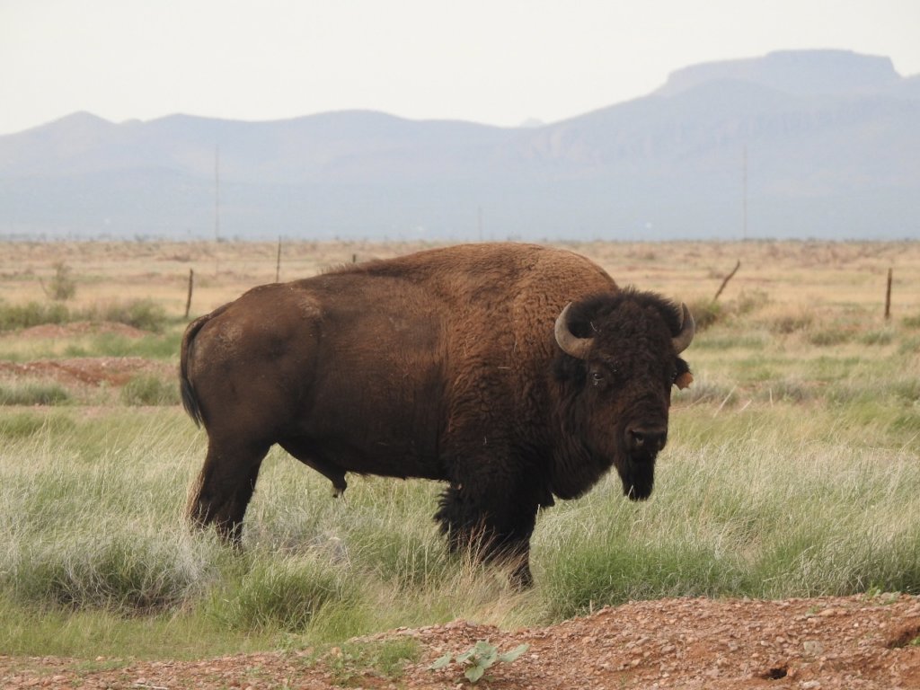 Help Save 3 Endangered Grassland Species in Mexico