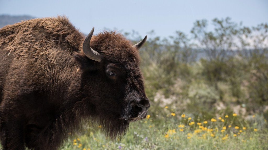 Help Save 3 Endangered Grassland Species in Mexico