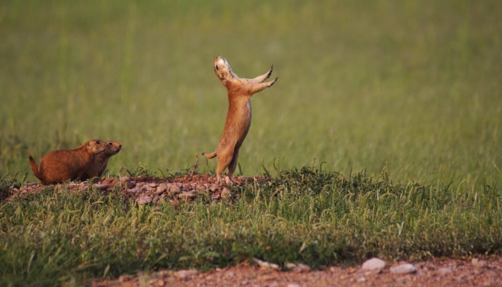 Help Save 3 Endangered Grassland Species in Mexico