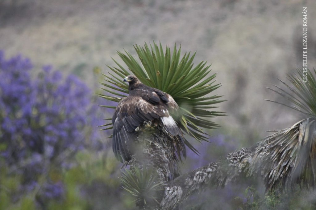 Help Save 3 Endangered Grassland Species in Mexico