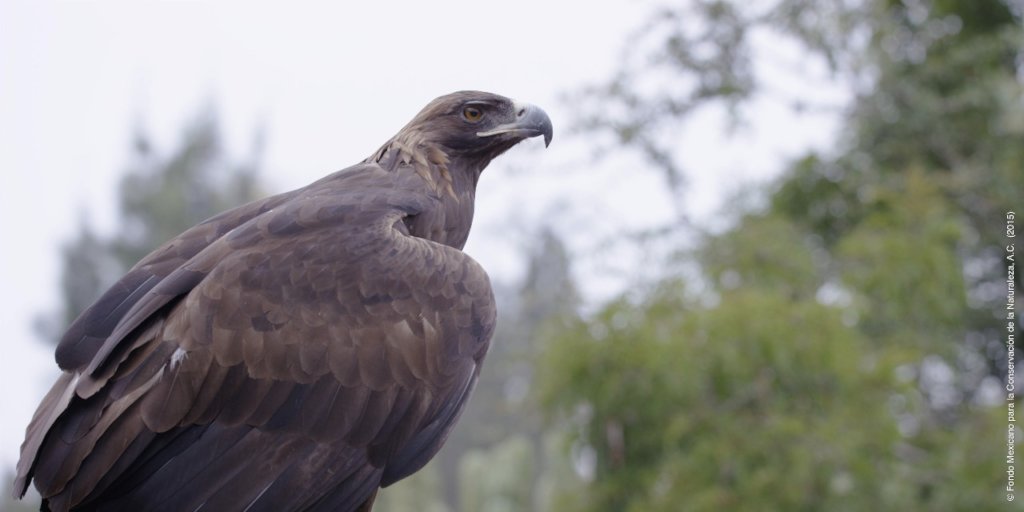 Help Save 3 Endangered Grassland Species in Mexico