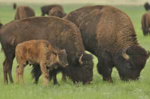 American bison herd in our conservation ranch.