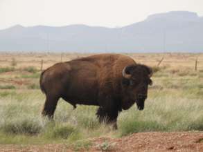 Adult bison.
