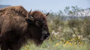 Adult bison.