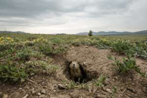 Mexican prairie dog in the Chihuahuan Desert.