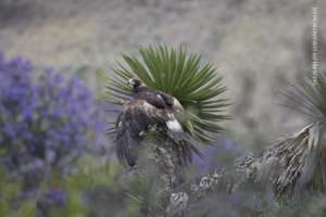 Golden eagle.