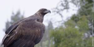 Golden eagle scoping the landscape.