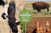 Help Save 3 Endangered Grassland Species in Mexico