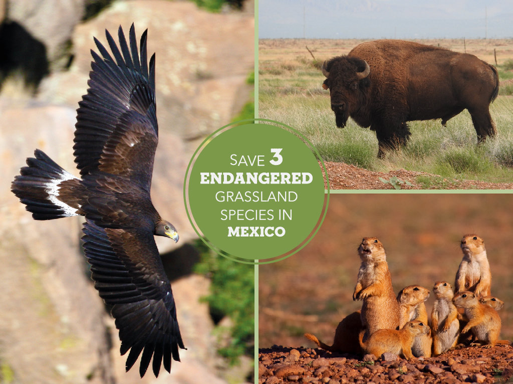 Help Save 3 Endangered Grassland Species in Mexico