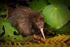 Kiwis - THEY may not fly, but OUR Kiwis DO!